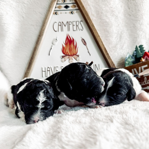 Puppy 1 (2)