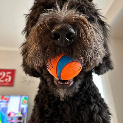Puppy 1 (4)