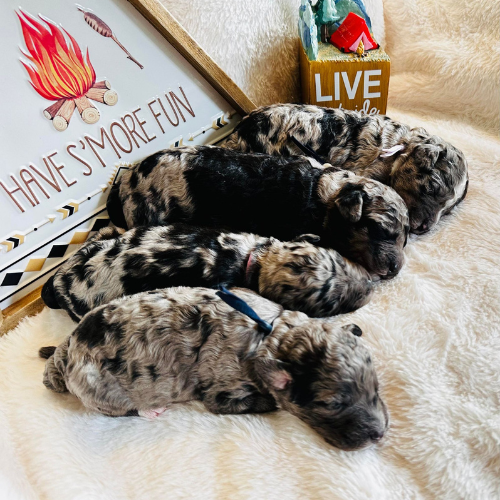 Puppy 1 (5)