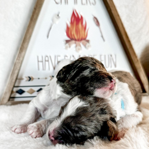 Puppy 1 (6)