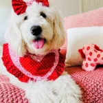 Meet-The-Parents-Moffin