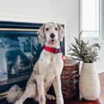 Merlin Stud ANA Doodles